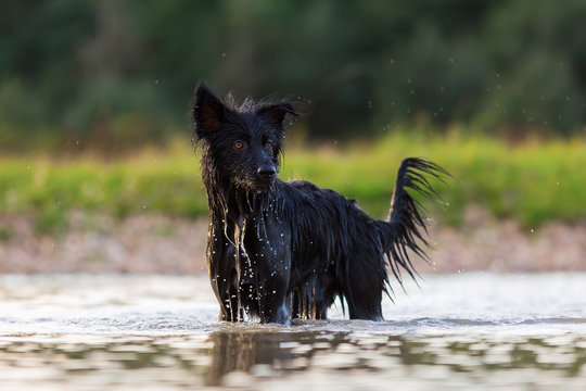Harzer Fuchs - Australian Shepherd hybrid standing in a lake