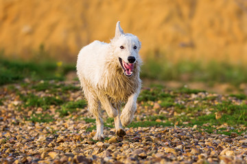 white German Shepherd running on a pebble beach