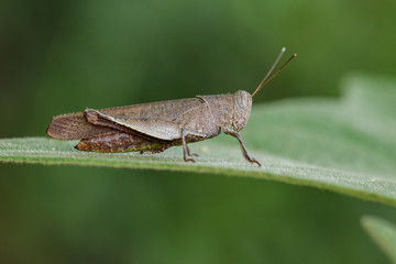 Image of Brown Short-horned Grasshoppers(Acrididae)on green leaves. Insect Animal.