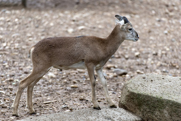 Obraz premium CRIA DE MUFLON