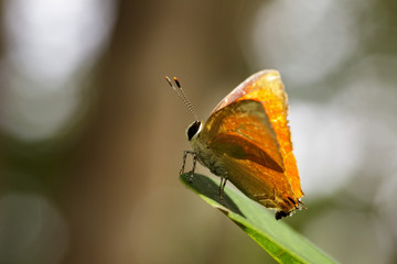 Image of common red flash butterfly (Rapala iarbus iarbus Fabricius, 1787) on green leaves. Insect Animal