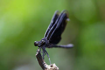 Image of Euphaea Masoni Dragonfly on dry branches on nature background. Insect Animal