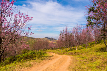 Fototapeta na wymiar Cherry blossoms are blooming on the mountain in Phu Lom Lo, Phitsanulok Province, Thailand.