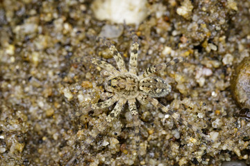 Image of River Huntress Spiders (Venatrix arenaris) on the sand. Insect Animal