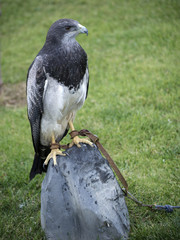 AGUILA ESCUDADA