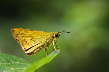 Image of common dartlet butterfly (Oriens gola Moore,1877)on a green leaf on nature background. Insect Animal