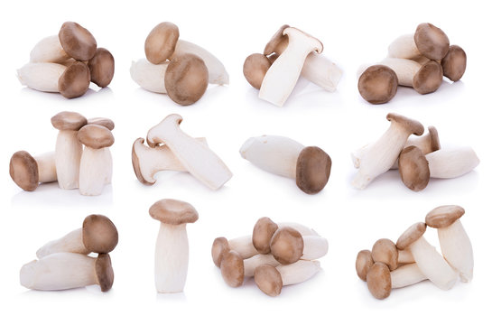 King oyster mushroom Pleurotus eryngii on white background