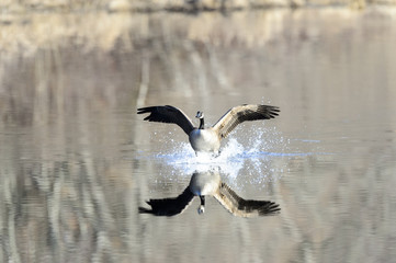 Canada Goose splash down