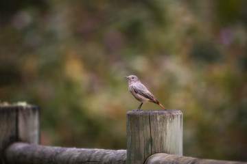 Rougequeue - Redstart