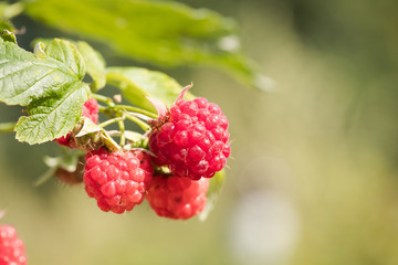 Raspberries. In Summer Sunny Fruit Garden Growing Ripe Sweet Red Raspberries With Leaf Close Up.