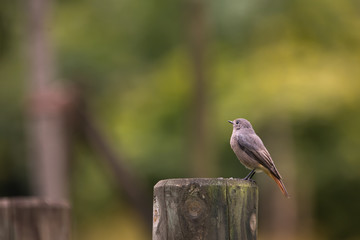 Rougequeue - Redstart