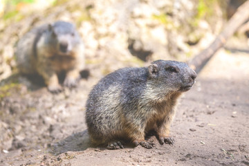 Naklejka na ściany i meble little groundhogs sits on sandy ground
