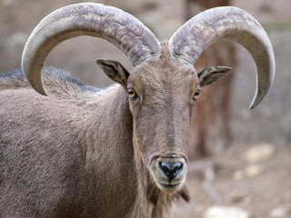 ARRUI MACHO PRIMER PLANO