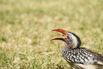 Hornbill eating an insect