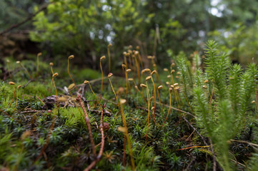 Green moss on the log