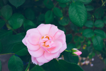 pink rose with green leaves