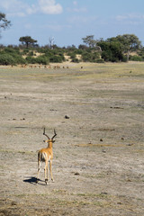 Lonely impala looking at the rest of the herd