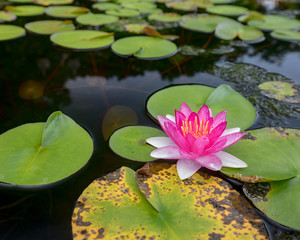 lotus flower pink Yellow nature blossom water background beautiful