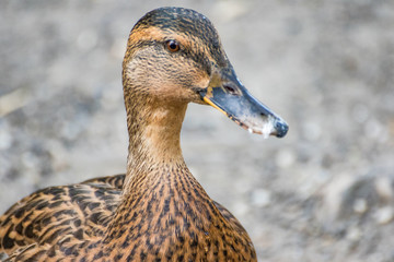 Stockenten
