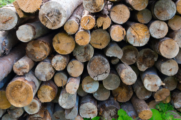 Texture of a tree trunk, close-up