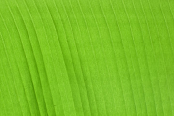 Leaf background