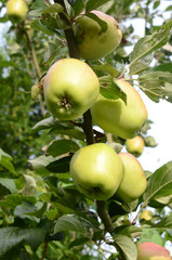 Apples on a tree.