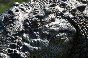 Crocodile 