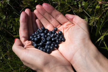 Naklejka na ściany i meble Blueberry in hand against the background of bushes