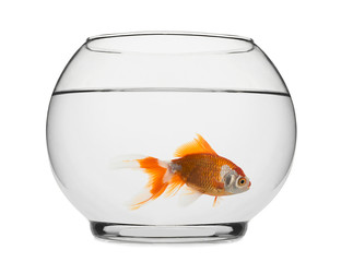 Goldfish in Fishbowl