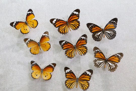 Monarch Butterfly Collection