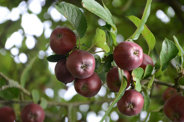 Apples on a tree.