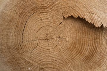 Naklejka premium Texture of a tree trunk, close-up