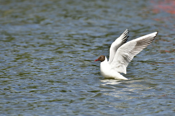 Lachmöwe beim start