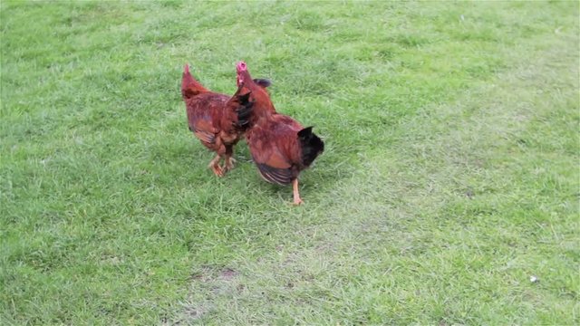 Two rooster run/The cock escapes from the second cock