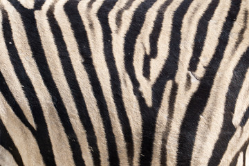 Zebra skin