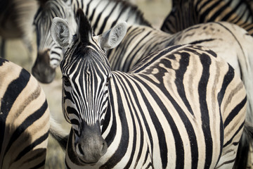 Zebra in a herd
