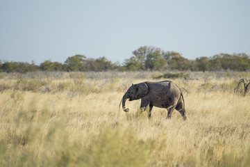 Fototapeta premium Baby elephant in the savannah