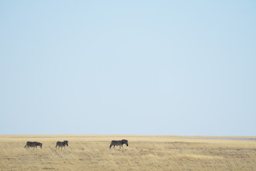 Zebras walking in the savannah