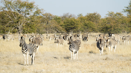 Fototapeta na wymiar Herd of Zebras in the Savannah