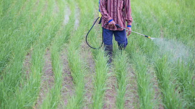 farmer spraying pesticide in the rice field.