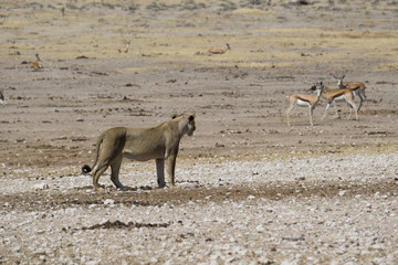 Lioness and Impala