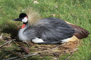 GRULLA CORONADA EMPOLLANDO