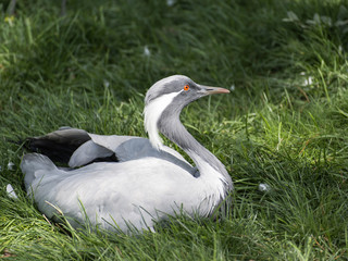 GRULLA DAMISELA EMPOLLANDO