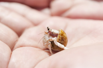 手のひらのヤドカリ