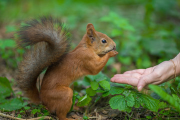 Naklejka na ściany i meble Red squirrel sitting in the grass and eats nuts out of his hand.