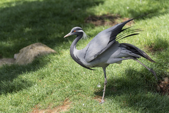 GRULLA DAMISELA
