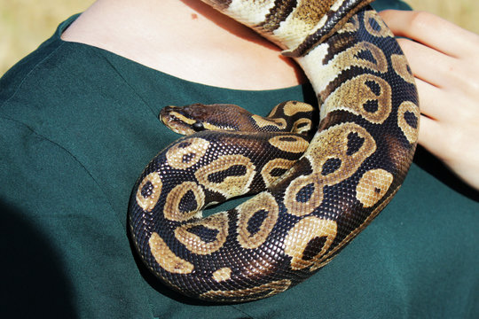 snake Royal Python, or Ball Python Python regius on the shoulder of a girl in a green dress.
