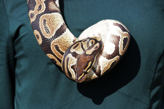 snake Royal Python, or Ball Python Python regius hangs around the girl's neck in a green dress.
