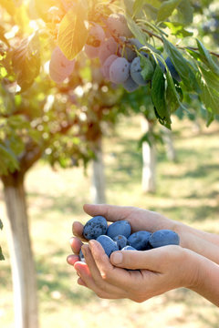 Organic plum - organic plums in hands of a female farmer