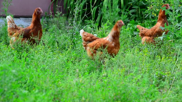 Red chickens eat grass in the courtyard